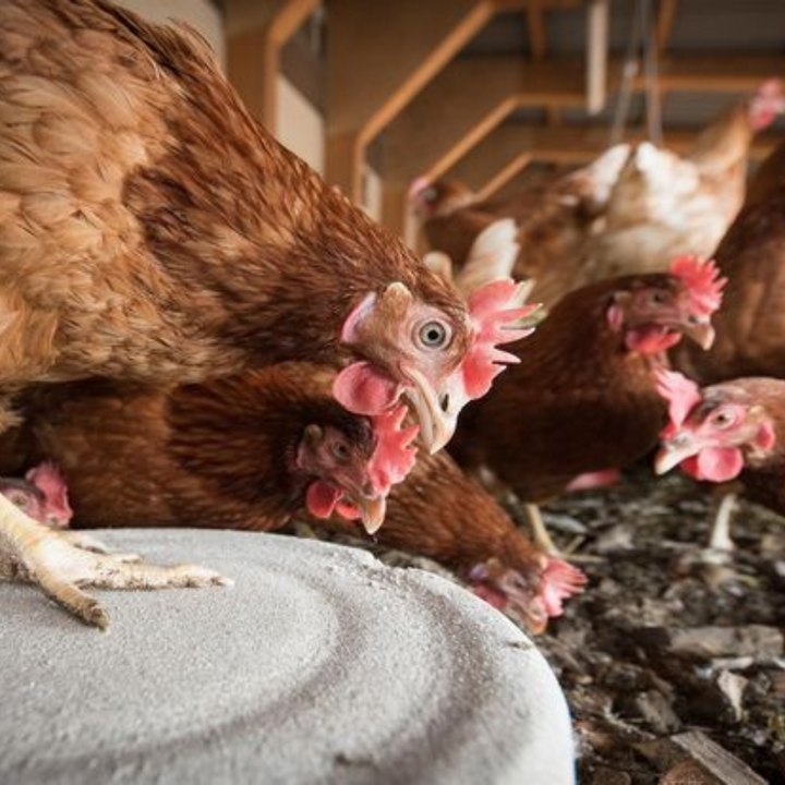 PFAS in hobbykip-eieren: en nu?