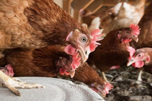 PFAS in hobbykip-eieren: en nu?