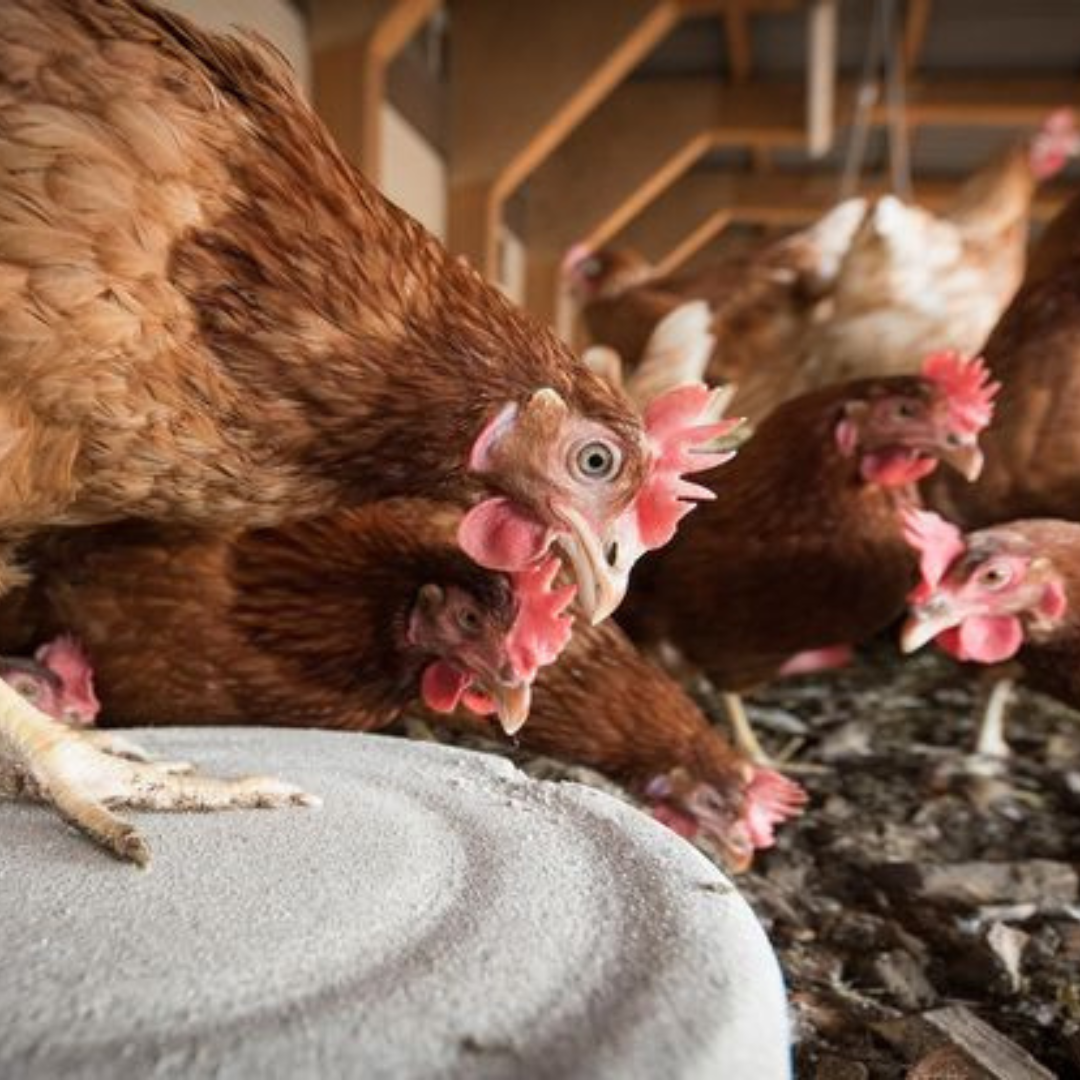 PFAS in hobbykip-eieren: en nu?